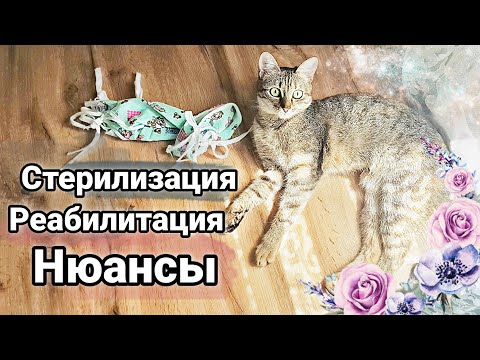 Стерилизация кошки | Послеоперационный период и какие нюансы были у нас