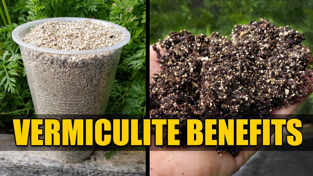 Perlite vs. Vermiculite: How and Why to Use Them – Garden Betty