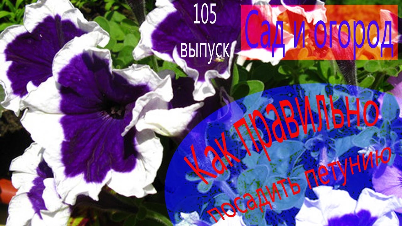 Подготовка растения к посадке