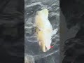 Big cod