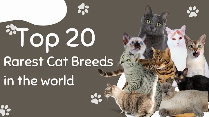 Top 20 Rarest Cat Breeds in the World - DayDayNews