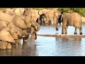 Young and old a big elephant herd walks peacefully to the water in the evening sun