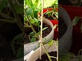 Tomaten Triebe stabilisieren #balkongarten #selbstversorgergarten #gärtnertipps #anpflanzen #tomaten