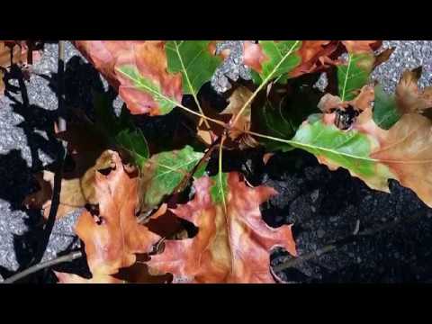 Video: Simptom Layu Oak - Cara Mendiagnosis Penyakit Layu Oak Pada Pokok