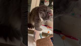 Котик пьёт воду Мяу-мяу