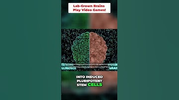 Lab-Grown Brains Play Video Games!