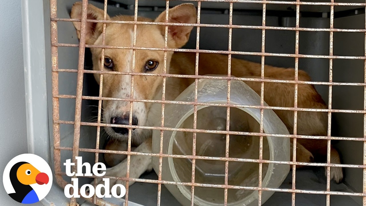 Mama Dog Trapped For Four Days In A Bucket Is Finally Reunited With Her ...