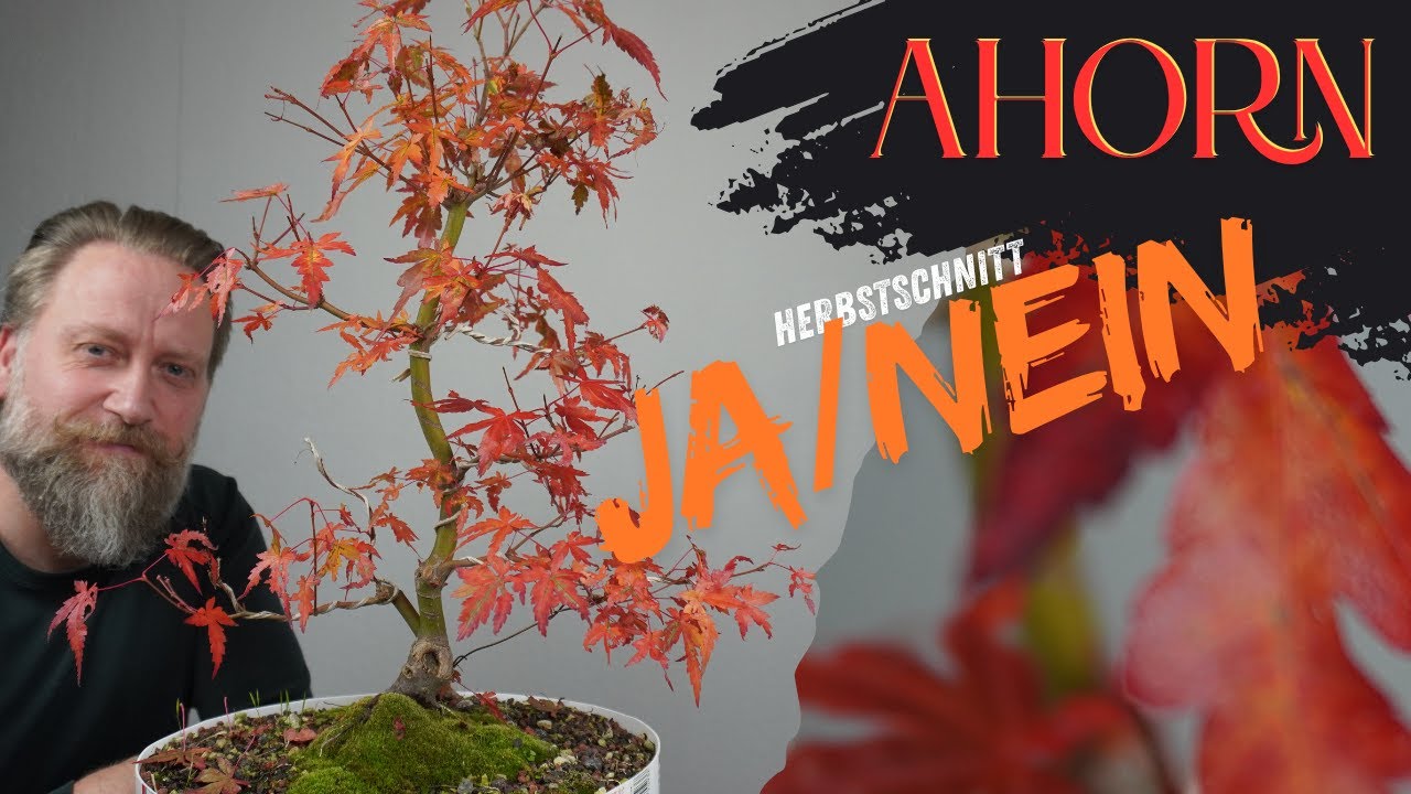 Ahornbaum- Bonsai - Im Herbst schneiden ?... oder lass es besser sein