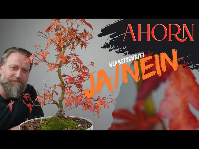 juniper bonsai tree 34 Year Old Juniper Specimen Bonsai Tree