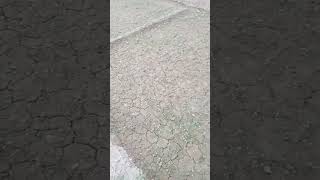 Cabbage Nursery Farm. .