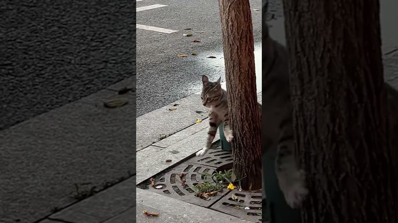 Funny Cat: Late for Work 