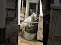 Hay there! #goat #animals #farmlife
