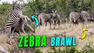 Two Zebra Stallions Brawl for Dominance and Mating Rights