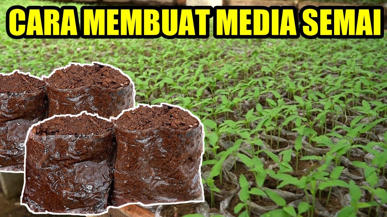 CARA MEMBUAT MEDIA SEMAI YANG SUBUR UNTUK CABE | CARA MENANAM CABE