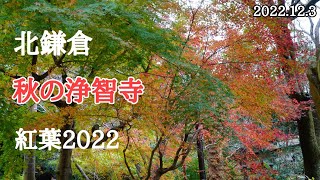 北鎌倉【秋の浄智寺】紅葉2022 ｜Autumn leaves in Kamakura【Jochiji Temple】