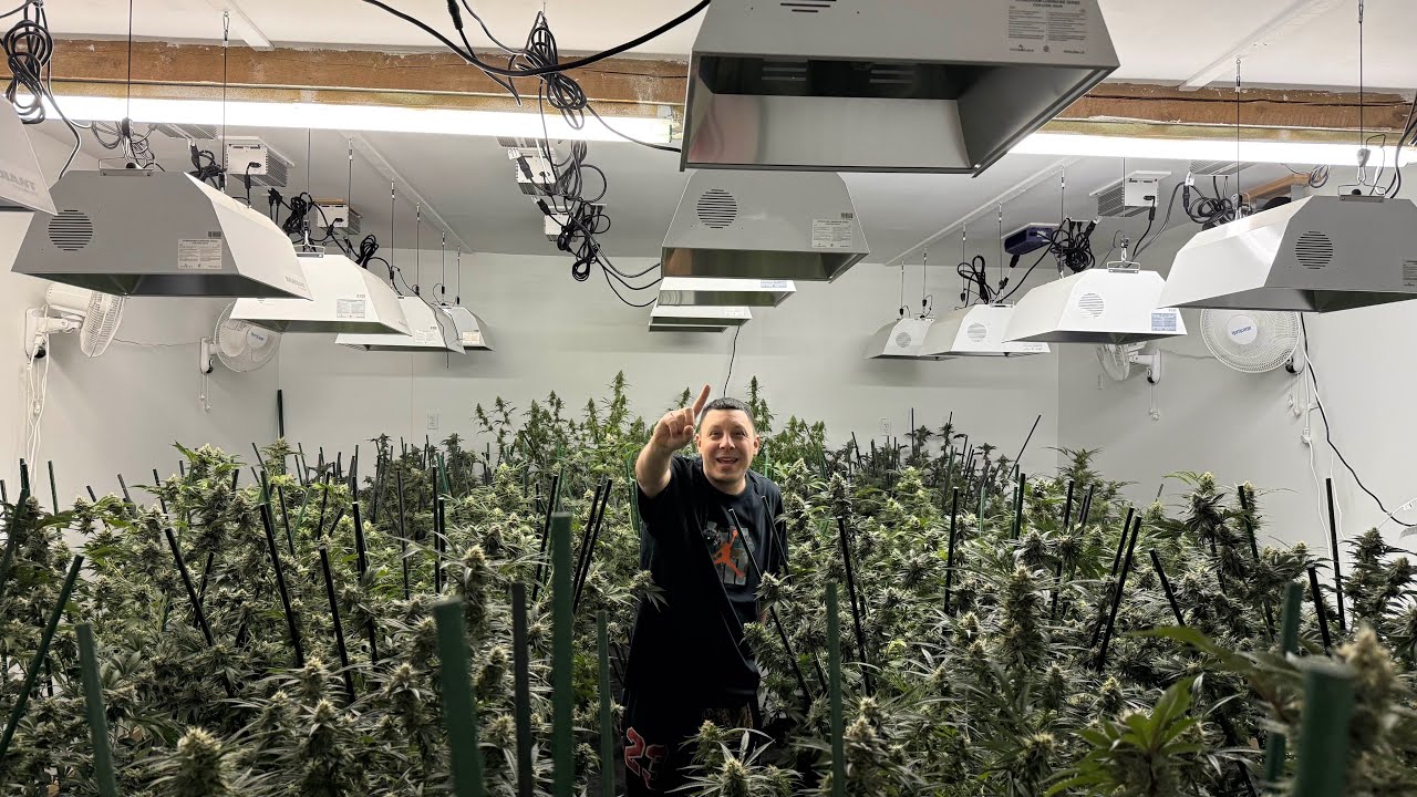 18 Lights of Diesel & Golden Goat at Day 49 Flower 🍿