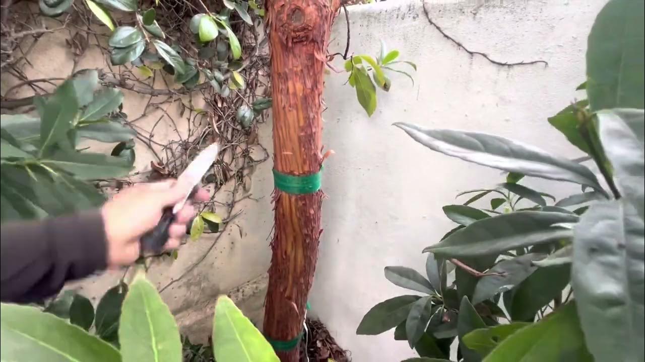When to remove tree stakes YouTube