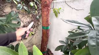 When to remove tree stakes