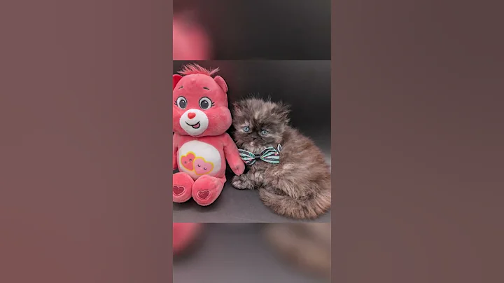 Watch the video about Chocolate Torti Persian Female Kitten Reserved 🎉