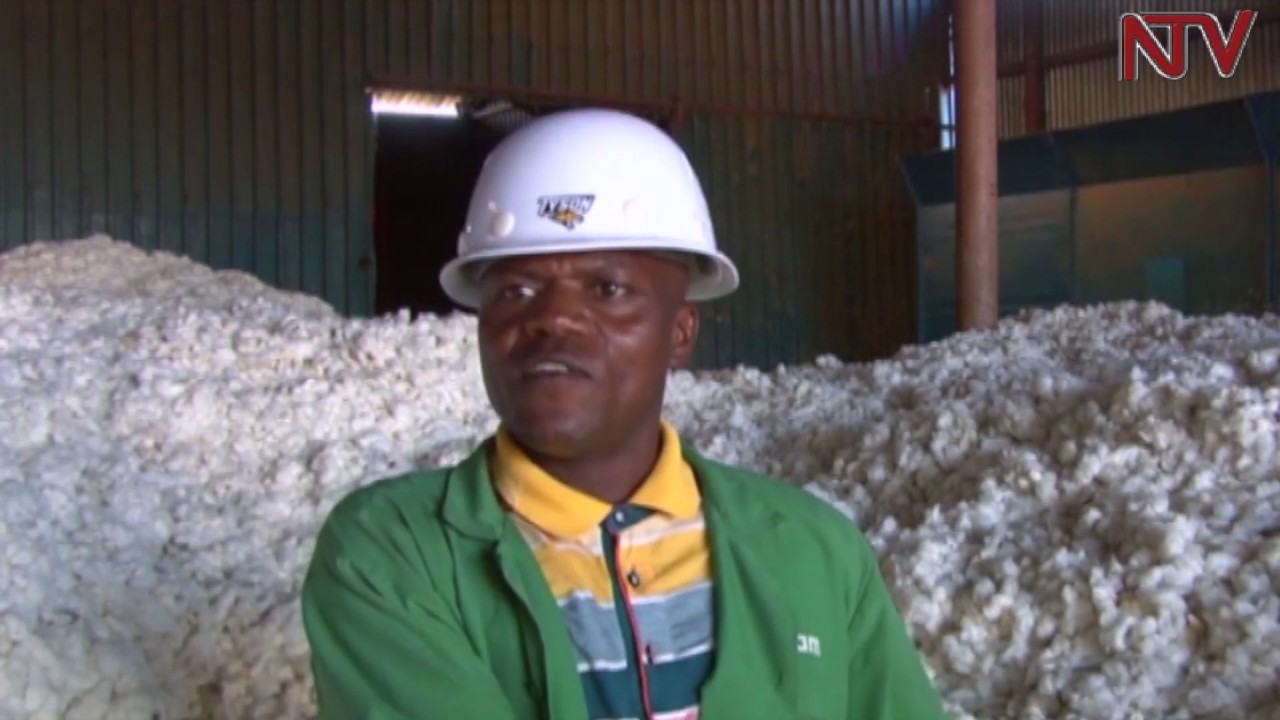 Cotton Ginneries reject Kasese cotton over quality concerns YouTube