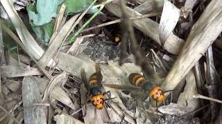 本宮市でオオスズメバチ駆除- 草刈り中に地面から出てきたオオスズメバチ! Hornet Nest Removal