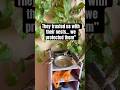 #birdslovers #savebirds #gorya #smallsteps #bigimpact #birds #love #vlogger #care #coexistence