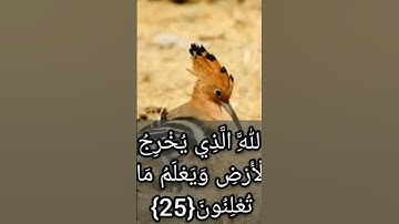 القرآن الكريم - سورة النمل - أحمد العجمي
