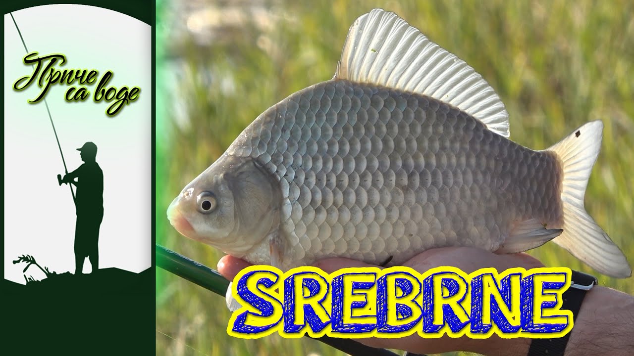 Ribolovci protiv terena: 20 izgubljenih riba, vetar, prepreke — i ipak fantastičan ulov!