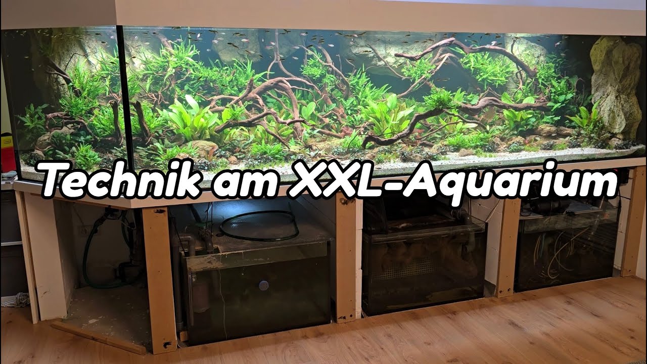 4500l Aquascaping - Die Technik an einem XXL-Amazonasbecken