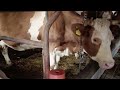 Mini ferma de procesare a laptelui de vacă din România.