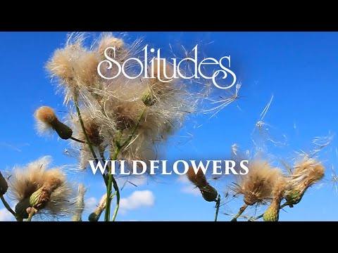 Dan Gibson’s Solitudes