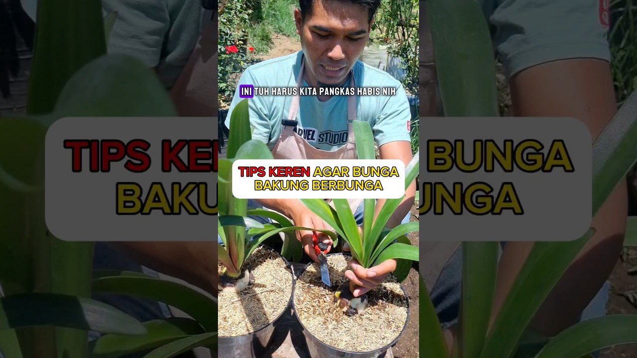 TIPS HEBAT AGAR BUNGA BAKUNG KEMBALI BERBUNGA 