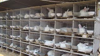 How Rabbit Farming Produce & sold hundreds of Rabbits - He built his house out of Raising Rabbits