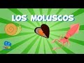 Los Moluscos | Videos Educativos para Niños