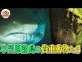 【世界自然遺産】巨大なサメ&コウモリ!貴重生物だらけの小笠原諸島でイルカの群れと交流してみたら...【どうぶつ奇想天外/WAKUWAKU】