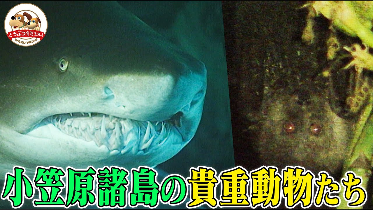 世界自然遺産】巨大なサメ&コウモリ！貴重生物だらけの小笠原諸島で