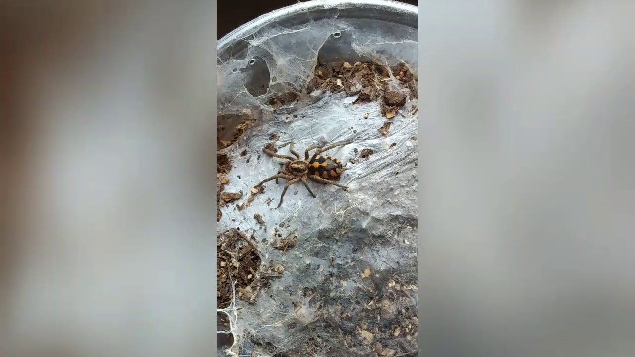 johnson and wales Pumpkin Patch Tarantula (HAPALOPUS SP COLOMBIA)