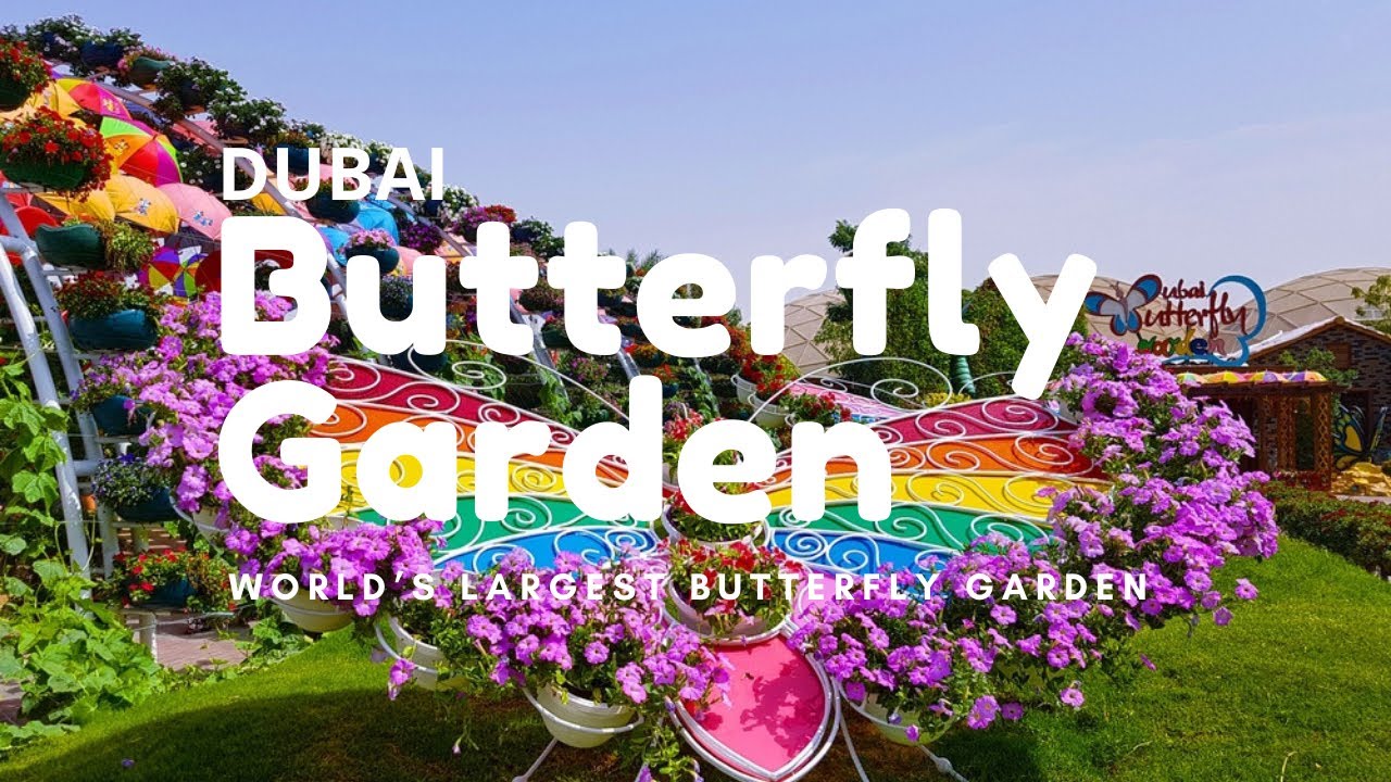 Butterfly Garden Dubai world’s largest butterfly garden Dubai