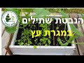 הנבטה שתילי ירקות במגרת עץ - ללא פלסטיק וללא קלקר