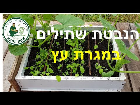 הנבטה שתילי ירקות במגרת עץ - ללא פלסטיק וללא קלקר