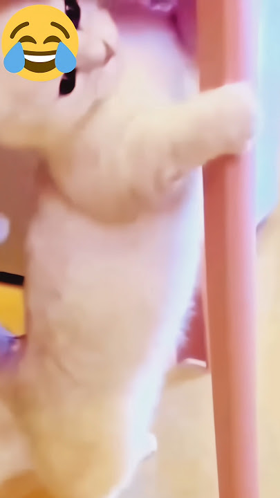 Download lagu Please see me 🤪🤣 #funny #cat #shorts #viral