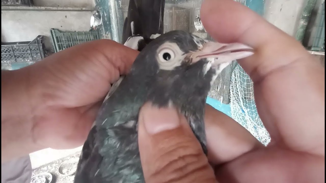 Jora lganay ki vip tip...23rd July 2025