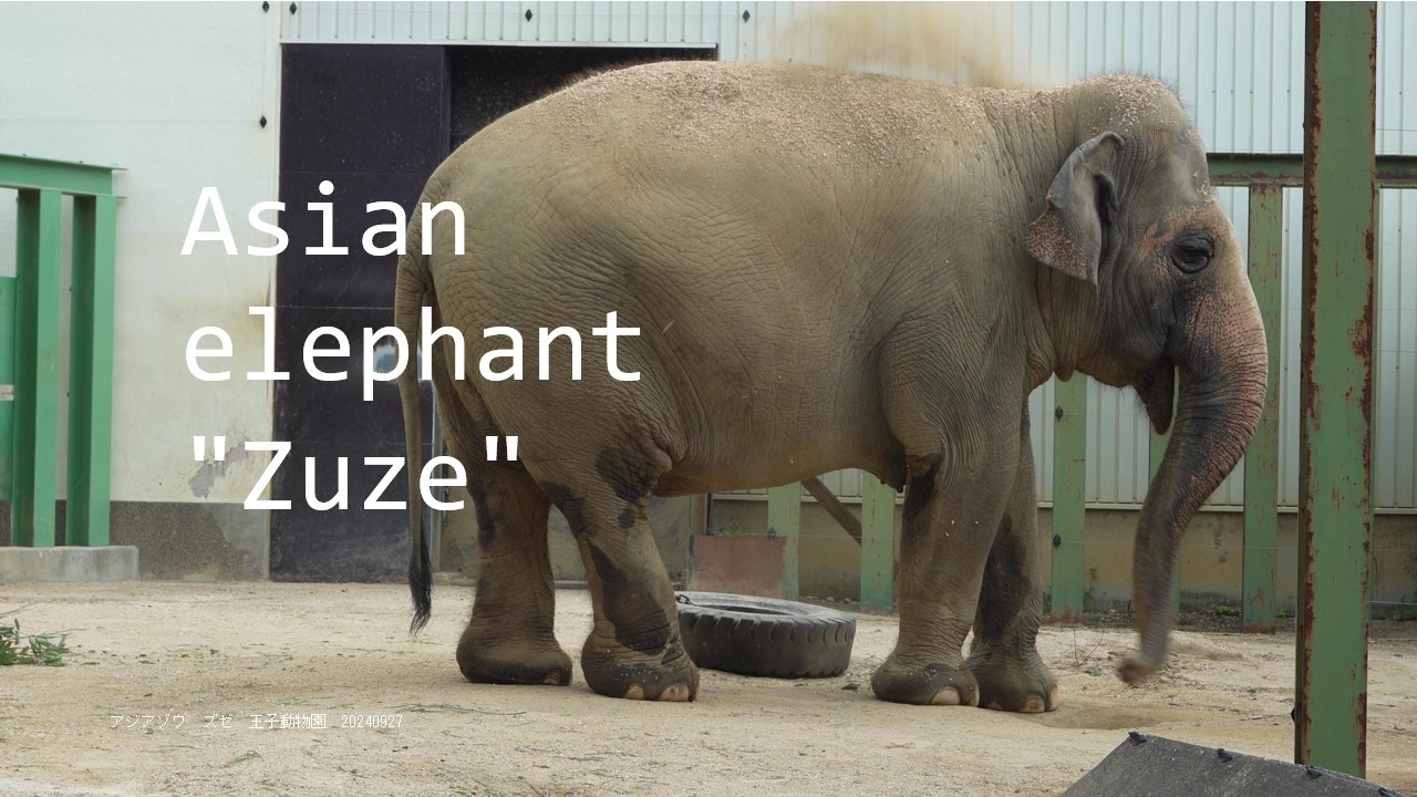 Asian elephant "Zuze"  20240927／Kobe City Oji Zoo／4K