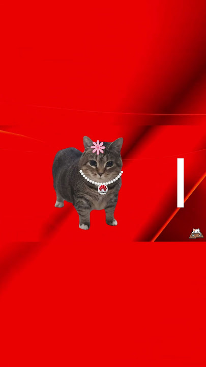 HUAWEY Ringtone by UIA 🤙 #shorts #uia #cat #funny #memes #cute #brainrot #funnycats #oliaoiia