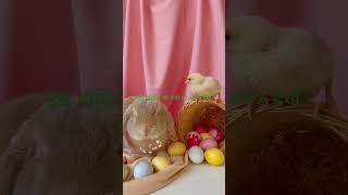Diana and Roma's EPIC Easter Day Challenge: Find the Lost Easter Eggs!,