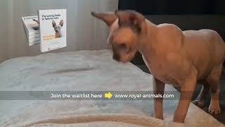 Playtime with the Greek Gods: Odin, Athena, and Zeus Hide-and-Seek Adventure! by Royal Animals 👑 411 views 6 months ago 1 minute, 30 seconds