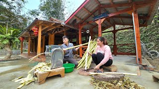Sugarcane Harvesting: Juice and cook sugarcane into sugar to celebrate the Lunar New Year