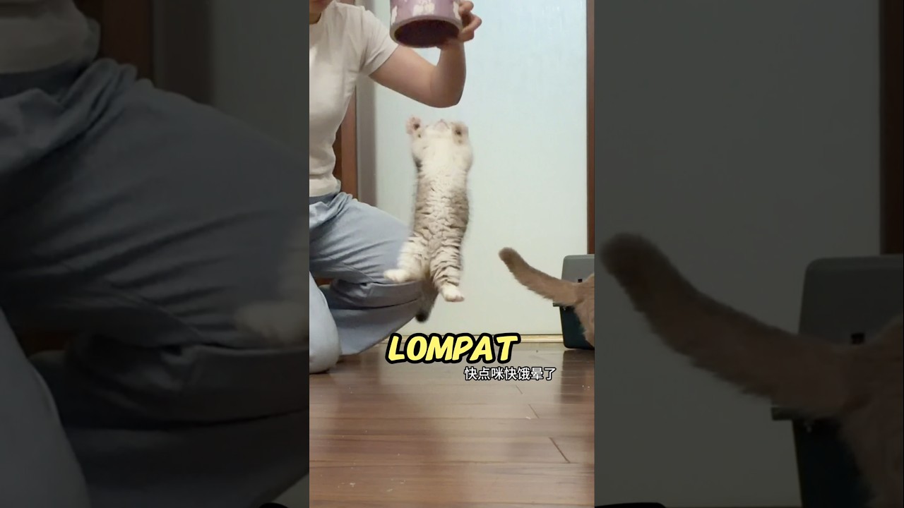 Kucing Cebol Ini Kalo Liat Makanan Langsung Kesurupan 😭😹