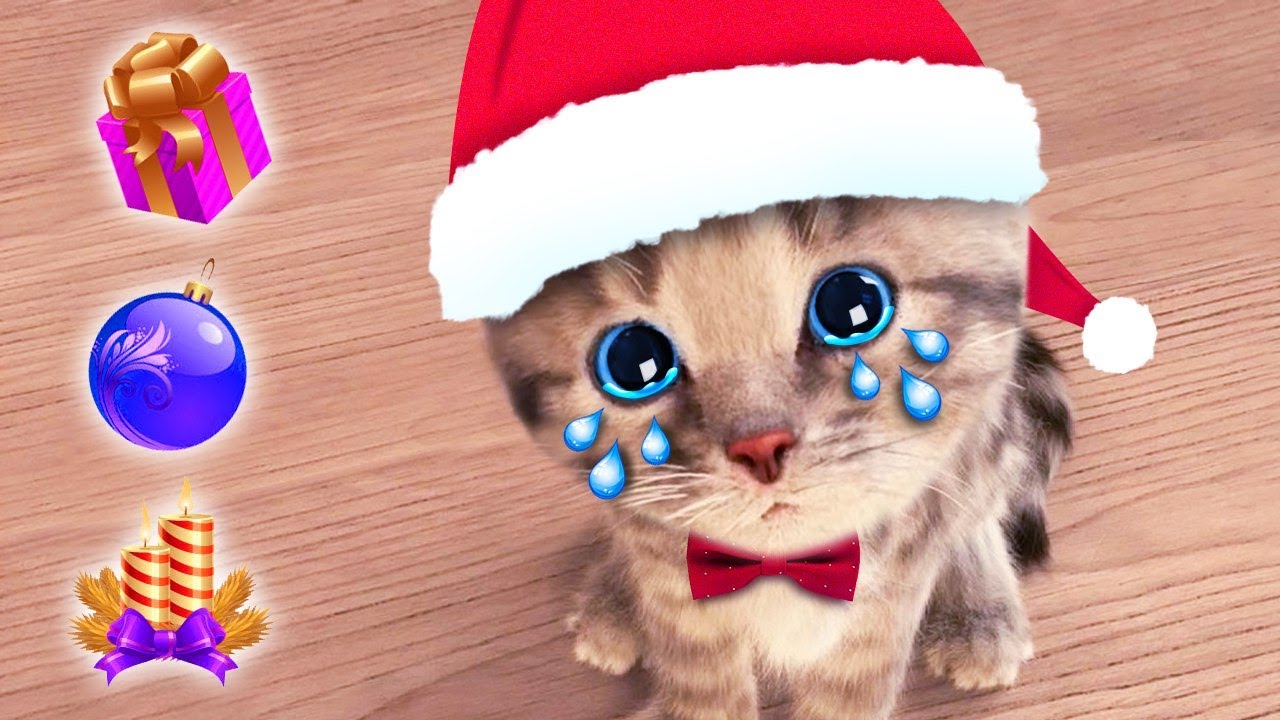 My Favorite Cat Little Kitten Adventure Play Fun Cute Kitten Care