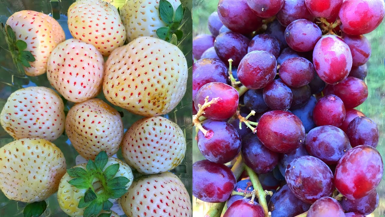 TRYING NEW FRUIT PINEBERRIES & GUMMY BERRIES GRAPES RAW VEGAN